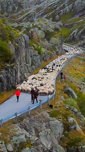 2025 RECAP ✨ What a year. In 2025, our videos reached 850 million views around the world 🌍 On the last day of the year, we’ll publish the most popular video of 2025. But first - here’s the best-performing video we shared back in August. Thank you for watching, sharing, and being part of this journey 🤍 The best is yet to come. 🐑🐑 | Spectacular Norway