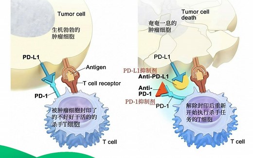 PD-1PD-L1的作用机理与市场格局