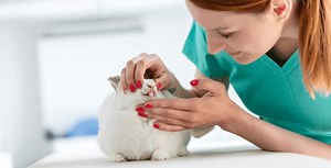 Ask Dr. Kohles: How Often Should Your Guinea Pig's Teeth Be Trimmed?
