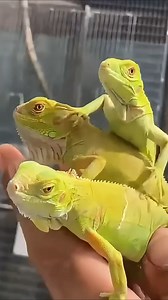 14 reactions | Can you guess if these are male or female iguanas? | Florida Iguana and Tortoise Breeders | Facebook