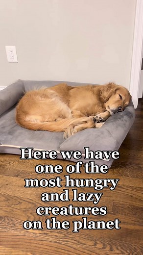 Rare Planet Earth Episode: Hungry and Lazy Creatures Unveiled