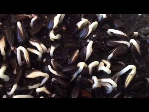 How to sprout sunflower seeds