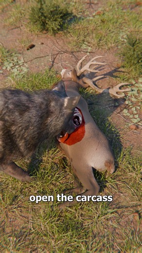 How Ravens And Wolves Hunt Together 😮 | Zack D. Films