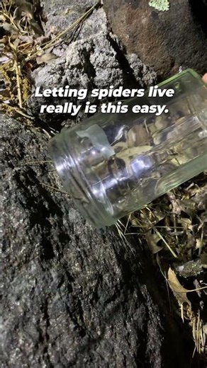 Found a Spider in Your House? Don’t Kill Them! 🕷️❤️