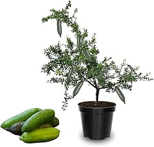 No CA, Finger Lime Tree Live Plant, Australian Finger Lime Tree, 1 to 2 Ft Grafted for Planting, Citrus