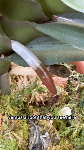 More tips to get your Phalaenopsis orchid to grow new flower spikes. #phalaenopsis #orchidcare | Ohio Tropics Houseplant and Garden Care