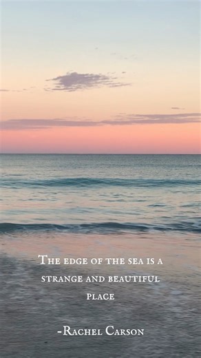 Let's dive into the history of the Rachel Carson Reserve! 🌊 🔹 In the 1940s, Carson conducted research at what is now the reserve site while working for the U.S. Bureau of Fisheries. Rachel Carson explored the waters off Bird Shoal in 1938 while working at the Biological Station in Beaufort. Inspired by the tidal marshes, beaches, and amazing wildlife of Town Marsh and Bird Shoal, she wrote her first book, "Under the Sea-Wind." 🔹 The Rachel Carson Reserve was established in 1977, when Beaufort