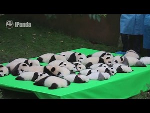 Adorable panda cubs make public debut in China