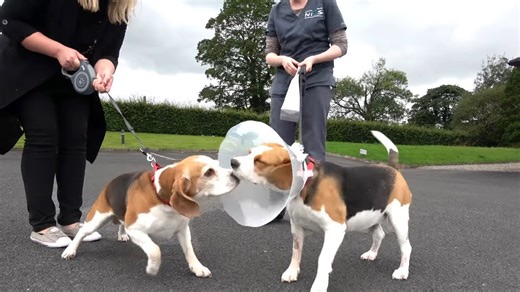 Cute dog and girl welcome beagle sister after surgery