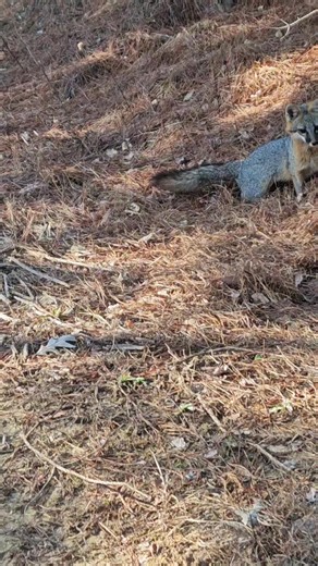 Testing a mixed bag video of catches.