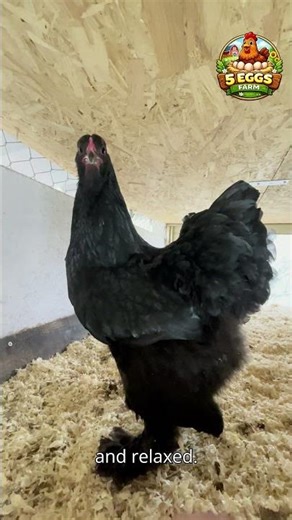 Did You Know Chickens Have 30 Different Sounds? 🐔🔊 #shorts #chicken #farmanimalct #rooster #animals