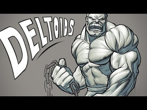 How to Draw Deltoids - Anatomy for Artists
