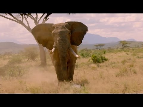 Elephant charges towards cameraman - Nature's Epic Journeys: Episode 1 Preview - BBC