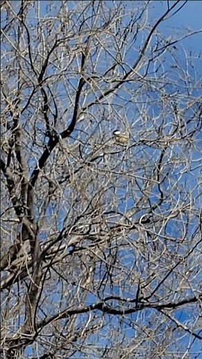 Black-Capped Chickadee Song Sound! #chickadee #mybackyard #birdsinging #southdakota #shorts