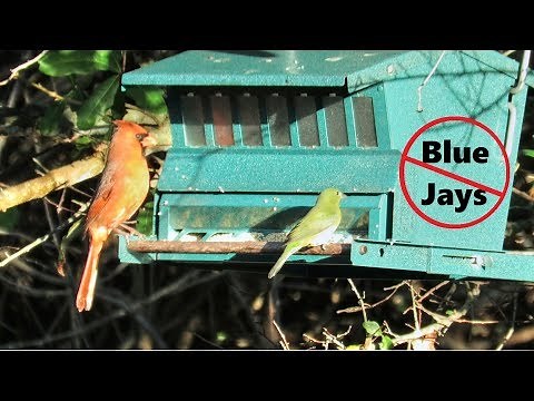 Blue Jay and Squirrel Resistant Bird Feeder