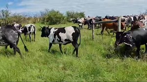 2022 Nandi Nguni heifers running with the bull. Wow! Have you ever seen so many impressive Nguni heifers together? The Nandi Nguni stud is one of the oldest (breeding since 1977) and largest Nguni studs in South Africa. The Nandi stud, which is run on sour veld in the foothills of the Drakensberg near Cedarville at an altitude of between 1 600m and 2 100m, is expected to produce efficiently despite minimal inputs. This is redwater and gallsick area. The herd’s abilities under these extensive con