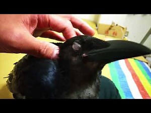 膝の上で寝るカラス 2017年9月12日、カラス、512g