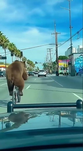 A bear riding a bicycle #bear