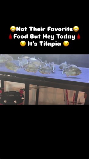 Piranhahead | #FishKeeper#Feeding #Redbellys #PredatoryFish#fisherman #underwaterworld #underwater #aquarium #fishtank #aquariumhobby #aquariums... | Instagram