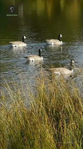 How many species of wild goose are there? #birds #birdwatching #animals