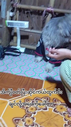 original sound - Aung Myint Myat ပါဝင်သည့် Aung Myint Myat (@aung.myint.myat4488) ၏ ဗီဒီယိုများ