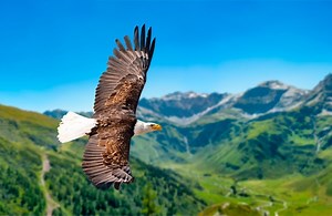 Eagle Symbolism and Meaning and the Eagle Spirit Animal