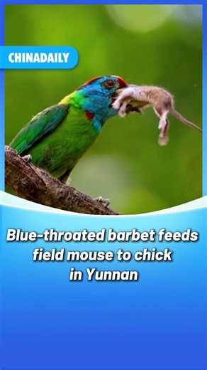 80K views · 337 reactions | Rare wildlife moment: In China's #Yunnan, a blue-throated barbet feeds a field mouse to its chick. The species normally only eats fruits and insects. #wildlife | China Daily | Facebook