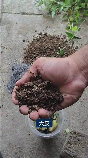 この小さな種、本当に育つの？唐辛子栽培に挑戦！ #農業