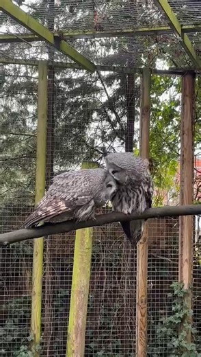 It’s the last few days of our Perfect Pairs half term event and don’t forget our kids go free offer for tickets pre-booked online finishes on Sunday. Over the past week we’ve been busy introducing you to some of our iconic couples around site – including Granville and Ursula our great grey owls. They’ve been together for almost two decades and still lovingly preen each other! You can spot them as you make your way up to the top of the zoo hill! If you’ve visited us over the February school holid
