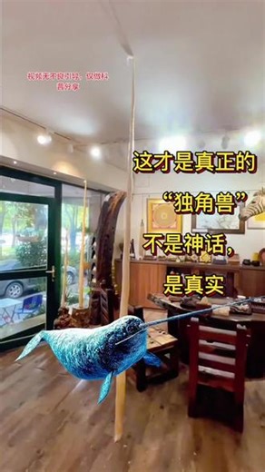 科普：中世纪欧洲，有一件东西比黄金贵十倍——独角鲸的牙。那时候没人见过独角鲸，只知道偶尔有长长的螺旋“角”漂到岸边。丹麦国王用它做成王座，整个欧洲的君主都想来摸一下，几百年后，我们知道那不是什么独角兽，是北极冰海里的独角惊 但那份神秘感，至今没变。注意：视频无不良引导，仅作科普知识！！！#独角鲸 #文玩爱好者 #牙骨角收藏 #独角鲸牙鉴定 #独角手串