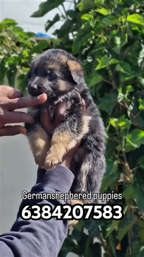 German shepherd puppies #tamilnadu vellore jolarpet Villupuram Cuddalore Bangalore Hosur Krishnagiri