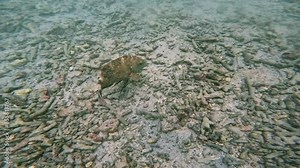 sea fish in close-up. marine underwater world, Indian Ocean, coral reef. flocks of marine fish. amazing marine fish. coral fish