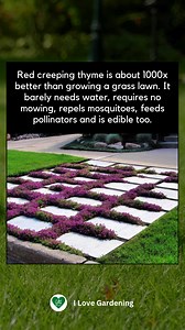285K views · 3.2K reactions | Why settle for a traditional lawn when you can have red creeping thyme?  Not only does it require no mowing and little water, but it also repels mosquitoes, attracts pollinators, and is even edible!  A beautiful, low-maintenance alternative to grass. #EcoFriendly #LowMaintenanceGarden #CreepingThyme | I love Gardening | Facebook