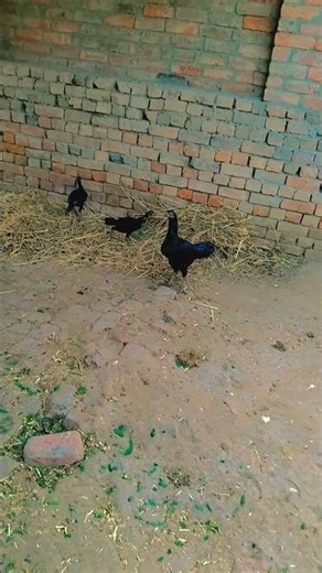 Aseel vilayati 🐓🐤🐥