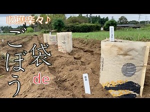 【簡単！袋栽培②】収穫楽々🎶ゴボウの袋栽培【自然栽培・家庭菜園】
