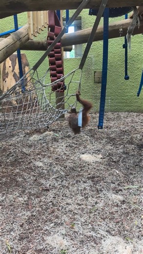 Tumbling into the weekend 😂🦧 | Blackpool Zoo