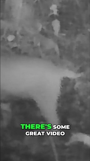 How to Capture Bobcats with Trail Cameras