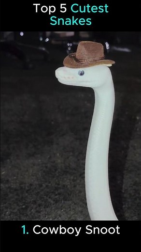 Top 5 Cutest Snakes! 🐍#snake #cute #cuteanimal