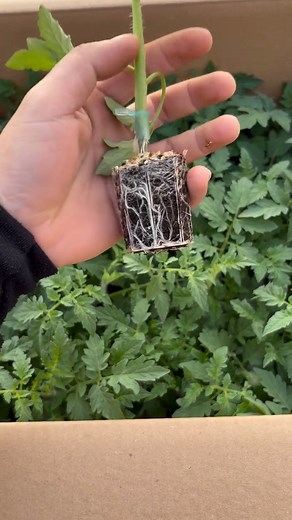 468K views · 9.9K reactions | From a small seedling to a big tomato plants  #agriculture #tomato #farming #farm #greenhouse #How #tips | JUMOH Han | Facebook