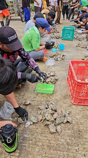 Oyster shucking episode 10 | Alvin C. Ardeza