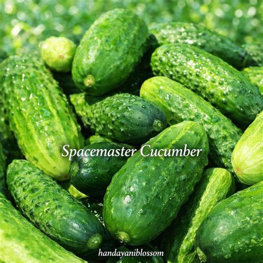 30 Spacemaster Cucumber Seeds – Compact Bush Variety, Crisp Fresh Cucumbers - Etsy