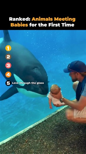 Ranked Animals Meeting Babies for the First Time 👶🐾 | Animal rescue house