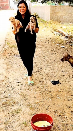 103K views · 9.2K reactions | Dogs love and care #puppy #puppies #puppylove #puppylovers #puppylife #dogmother #dogmom #dog #dogs #dogfood #doglife #doglover #doglovers #supportus #blessings #love #reels #viral #instareels #insta #instagram #fb #fbreels #fbreelsvideo #fbreelsfypシ゚viralfbreelsfypシ゚viral | Bezubaanjaan1517 | Facebook