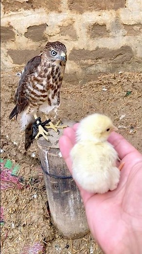 What would hawk do?😳 hawk vs chick #shorts #birds #diy #viral