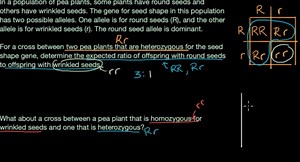 Worked examples: Punnett squares