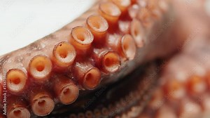 Octopus close-up macro, japanese cuisine, man cook seafood with boiling water, raw fresh fish for sushi sashimi, boiled steamed octopus, mediterranean restaurant, spanish kitchen.