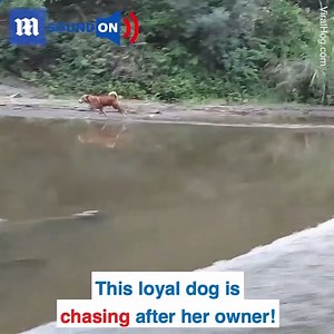We don't deserve dogs! 🐶❤️ via ViralHog | Daily Mail Video