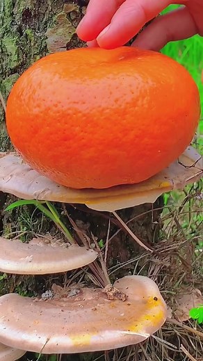 Exploring Bright Orange Fungi in Nature