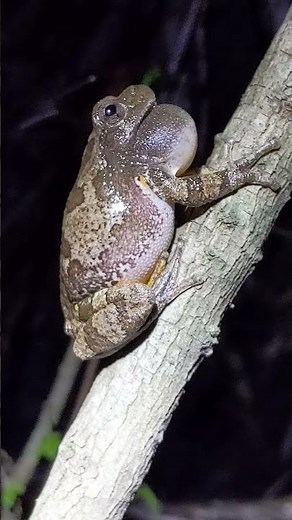 Gray tree frog call