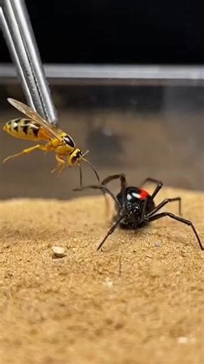 Wasp vs Spider – One Sting Changes Everything 😱 A thrilling encounter as a wasp confronts a spider. Lightning-fast moves, sharp instincts, and nature’s tension captured in seconds. AI Line (caption ke end me): ⚠️ AI generated video for study purposes. #WaspSpider #WildlifeThriller #NatureShock #AnimalEncounter #ViralReels | Prime USA